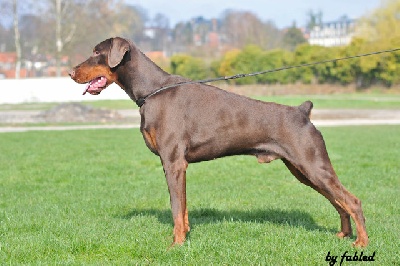 du Parc des marais d'Opale - 82nd INTERNATIONL DOG SHOW