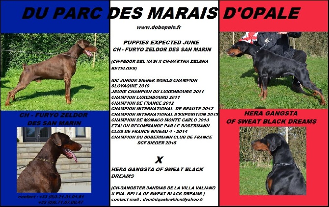 du Parc des marais d'Opale - A RESERVER CHIOTS DOBERMANN