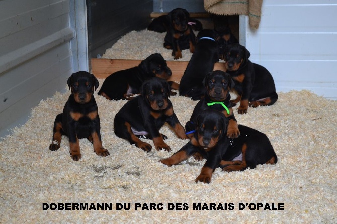 du Parc des marais d'Opale - CHIOTS DOBERMANN A RESERVER 