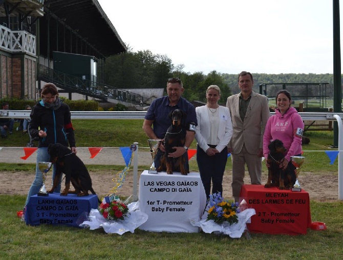 du Parc des marais d'Opale - 43 émé NATIONALE D'ELEVAGE DOBERMANN CLUB DE FRANCE