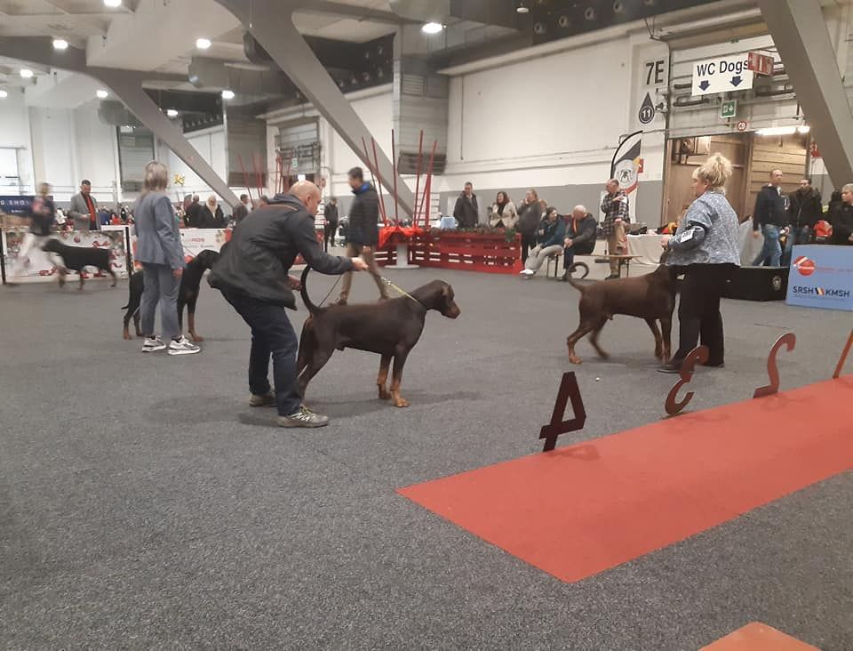 du Parc des marais d'Opale - BRUSSELS DOG SHOW 11/12/2022 jour 2