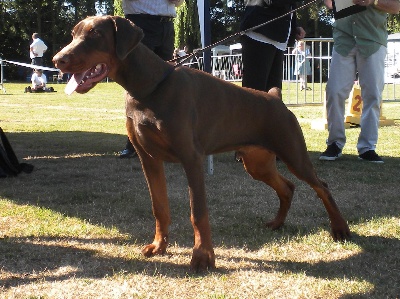 du Parc des marais d'Opale - TROPHY LUXEMBOURG NATIONALE ELEVAGE DOBERMANN