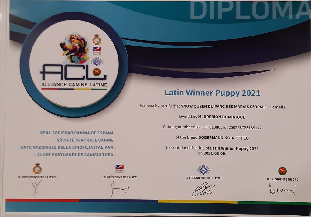 du Parc des marais d'Opale - LATIN WINNER PUPPY 2021