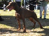  - TROPHY LUXEMBOURG NATIONALE ELEVAGE DOBERMANN