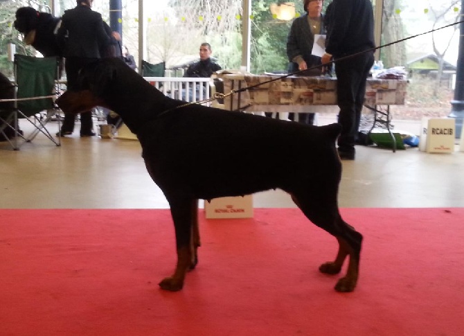 du Parc des marais d'Opale - PARIS DOG SHOW 