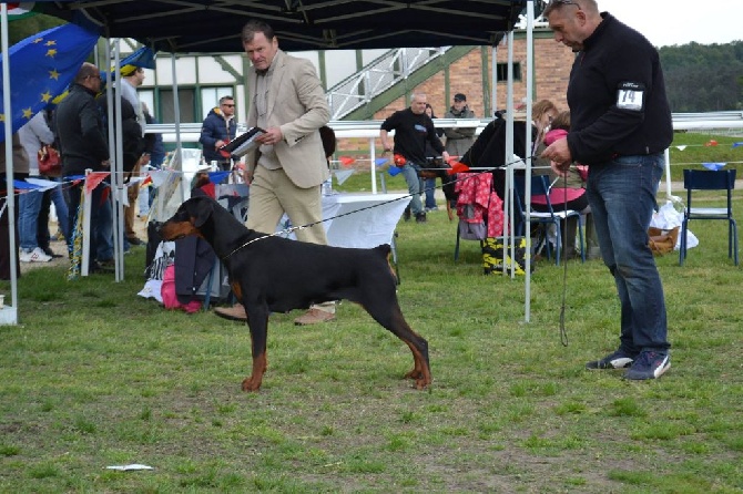 du Parc des marais d'Opale - 43 éme NATIONALE D'ELEVAGE DOBERMANN CLUB DE FRANCE 2016