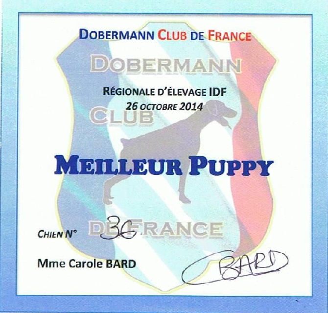 du Parc des marais d'Opale - REGIONALE D'ELEVAGE SPECIALE DOBERMANN