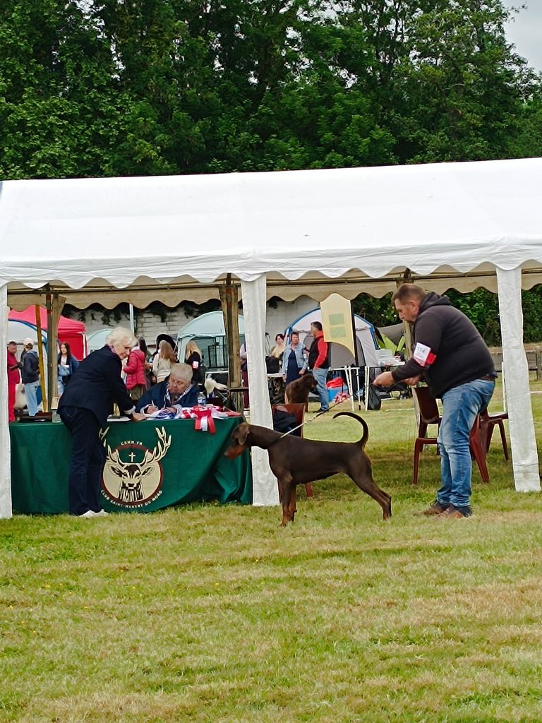 CACS LILLERS SPECIALE DOBERMANN