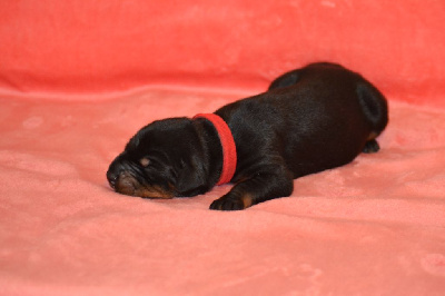 CHIOT 1