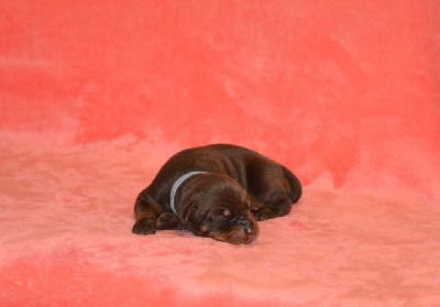 CHIOT 9
