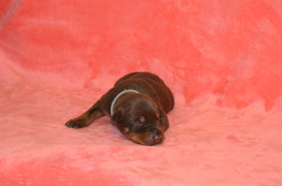 CHIOT 10