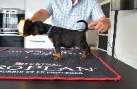 CHIOT