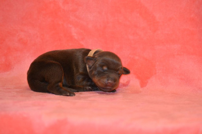 CHIOT 8