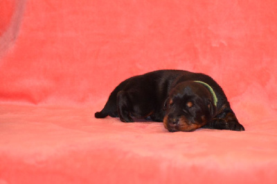 CHIOT 2