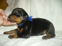 CHIOT