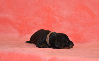 CHIOT 7