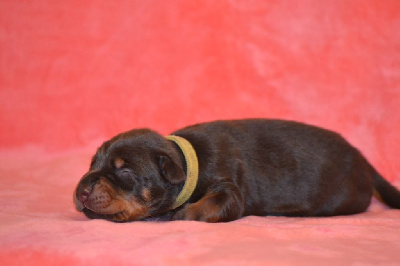 CHIOT 4