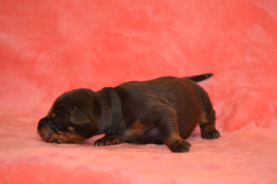 CHIOT 11