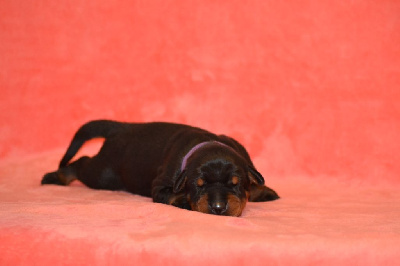 CHIOT 3